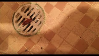 Waldo and Cockroach