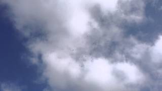 Crows Attack Red Tailed Hawk in Coordinated Effort