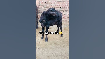 @BainsBreedingFarm #viralvideo #shortvideo #livestock #youtube #bainsbreedingfarm