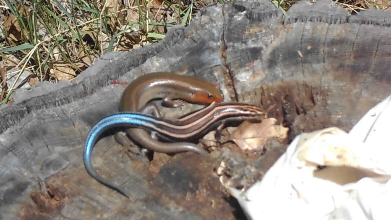 lizards in Michigan - YouTube