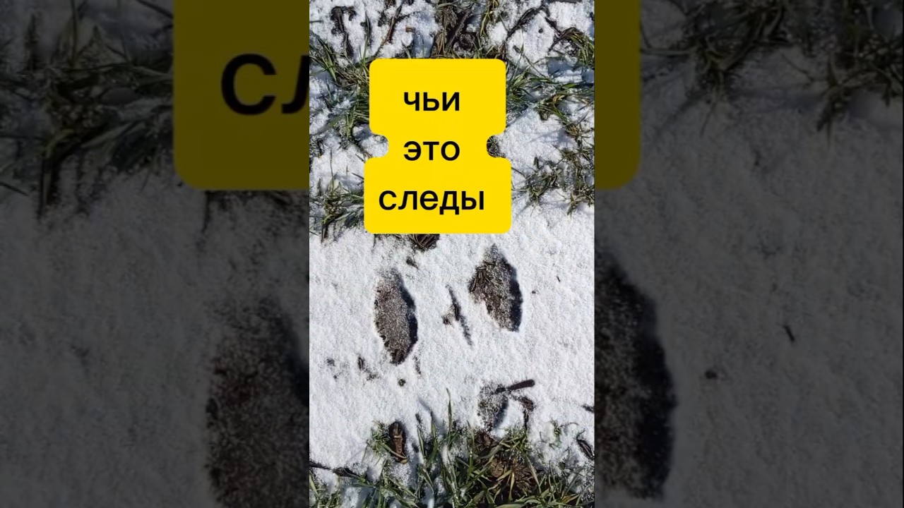 чьи это следы 😮 