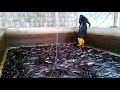 Harvesting catfish in a concrete pond