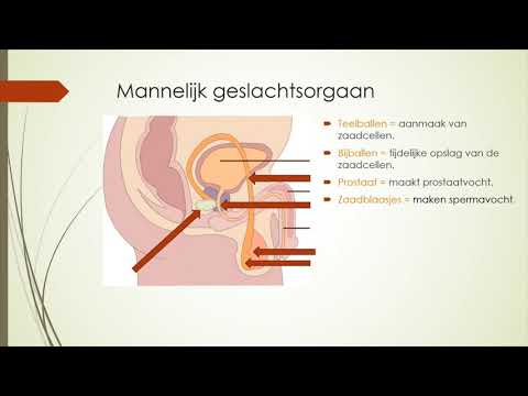 Het mannelijk geslachtsorgaan