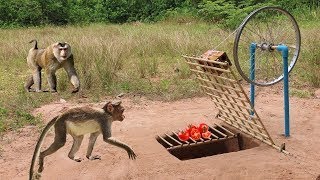 DIY Monkey Trap Technology Build From Bamboo And Bike Crank - Easy Monkey Trap.