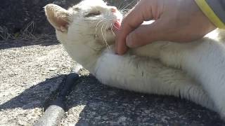 野良猫の目ヤニを取ってやろうとするとその手を舐められ。。。