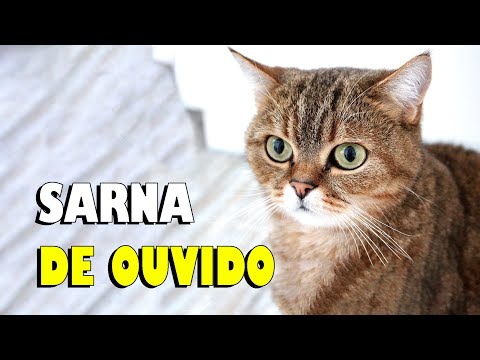 Vídeo: Como Tratar O ácaro Da Orelha Do Gato