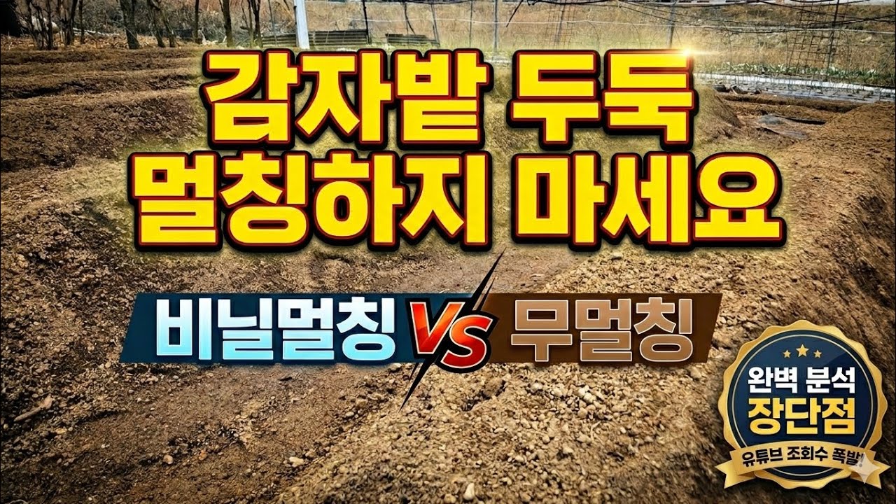 감자두둑에는 비닐멀칭 하지마세요 무멀칭이 굵고 실한 감자 훨씬 더 많이 수확합니다