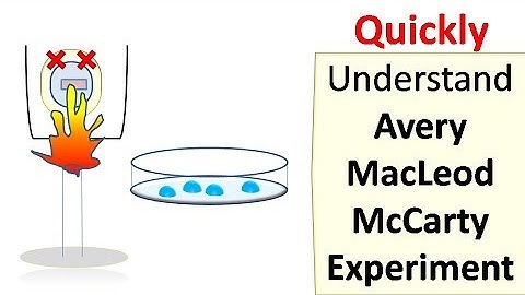 Avery MacLeod McCarty experiment