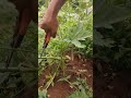 cutting off unproductive branches - pruning okra #shorts #farm