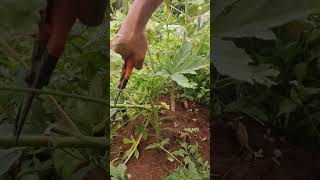cutting off unproductive branches - pruning okra #shorts #farm