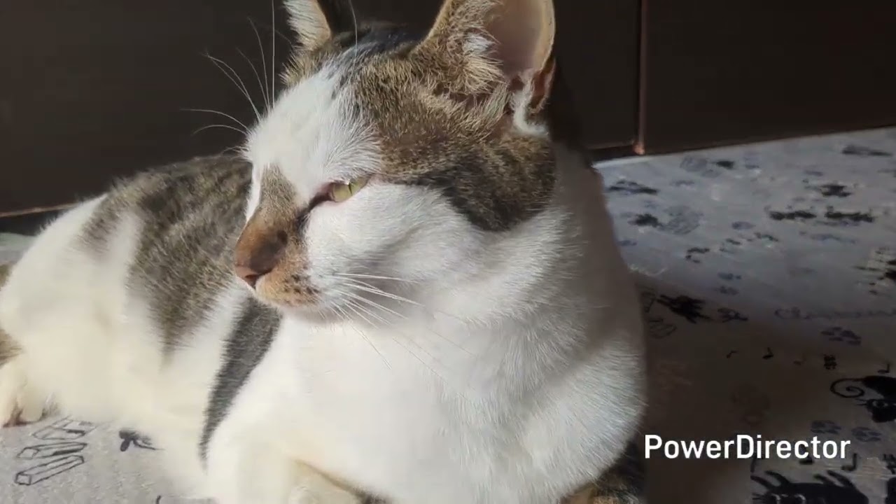 寝床から出てきたニャア３