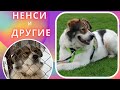 Ненси и другие  Счастливые истории