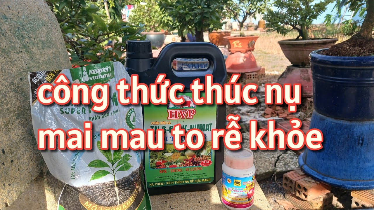 Thúc phân gì để nụ mai mau to mà rễ vẫn khỏe ? Lưu ý quan trọng cuối tháng 10 âl ?