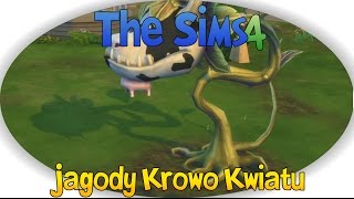 The Sims 4: Najszybszy Sposób Na Znalezienie Jagody Krowo-Kwiatu