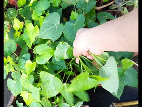 自己種植不用擔心農藥問題。野菜蔬菜吃起來特別甘甜滿滿的幸福