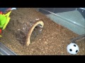 Tarantula Feeding Video 7 - Lunges and....Mites?