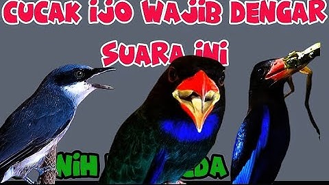 Suara Kasar dan Jernih Mudah Ditiru | Tengkek Buto, Tengkek Udang & Jinjing Petulak