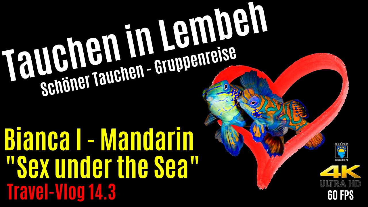 Tauchen In Lembeh Nacht Der Mandarinfische Sex Under The Sea 4k 