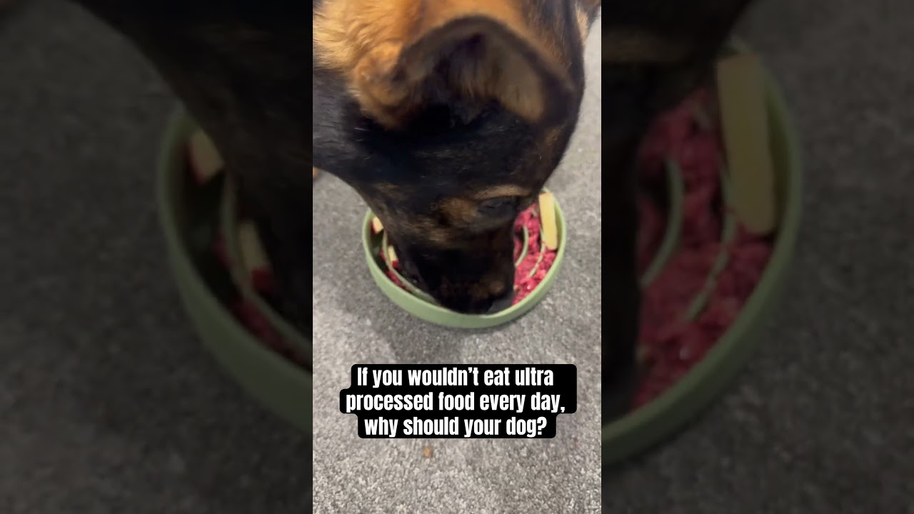 What’s in your dog’s bowl? 