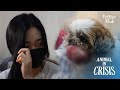 Doctors Said My Dog Is Hopeless But... I Can't Give Up | Animal in Crisis Ep 288
