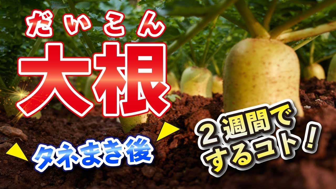 4.【大根】種まき〜2週間ですること！【間引き】【土寄せ】【害虫対策