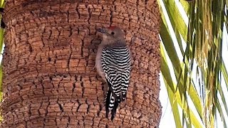 Gila Woodpecker  Bird Call