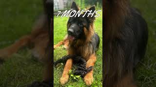 Old German Shepherd  2 Weeks Old Puppy to 1 Year Adult Dog Transformation