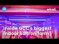 Inside gccs biggest indoor saffron farm