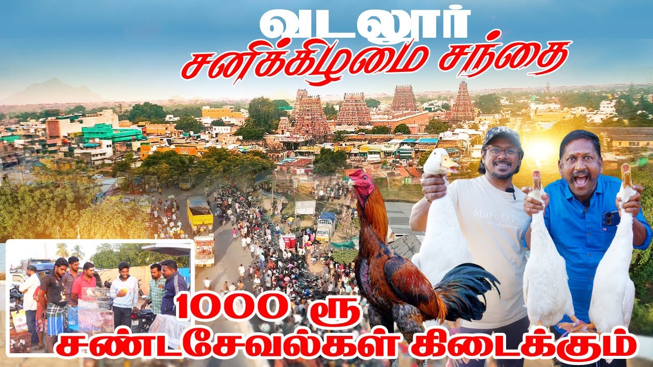 வடலூர் நாட்டுக்கோழிகள் சந்தை |Cheapest Price💥🤩| safari groups