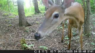 Wildlife Wandering the Forest #wildlife #trailcamfootage