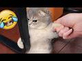 You Will Die Laughing At These Comedian Cats 😂 Funniest Cats Video 2026