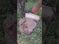 BREAKING ALLIGATOR STONE