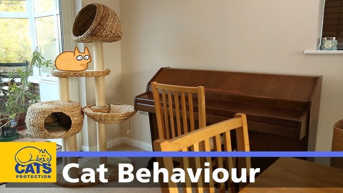 🐱 Litter trays | Cats Protection behaviour guides - YouTube