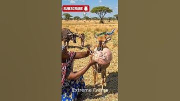 Veterinarian helps deer in US park #shorts #animals #ai #usa