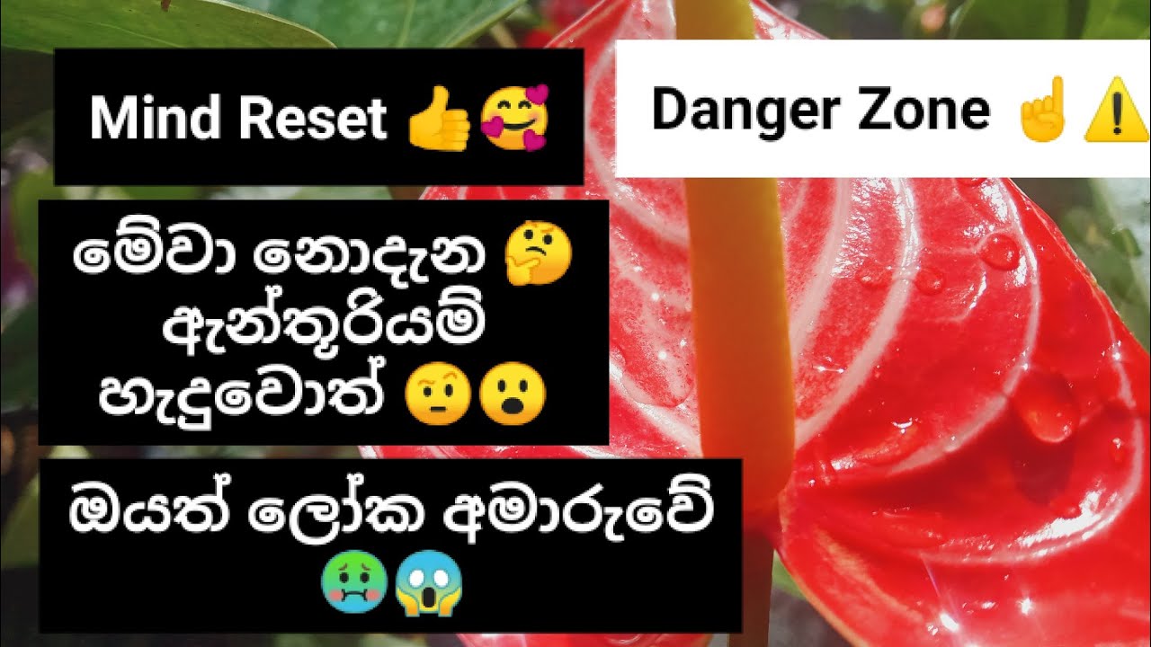 සුපිරිම ...එකම...Plan එක...🥰😮 ඇන්තූරියම් හදල ගොඩ යනව නම්..😱👍