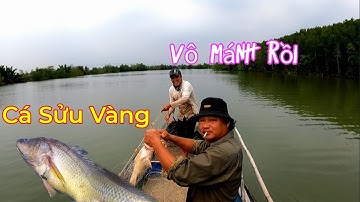 Ra Sông Đánh Lưới Dính Được Cá Sửu Vàng Quý Hiếm | Tuấn Cần Giờ