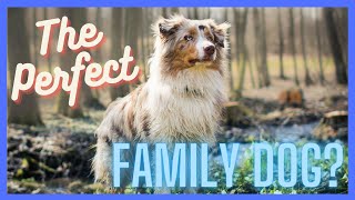 7 Reasons Why The Aussie May Be The Right Dog For Your Family by DogCareLife 592 views 3 months ago 5 minutes, 50 seconds