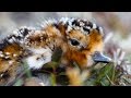 Shorebird Migration and Behavior Quiz