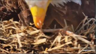 Decorah Eagles 4-5-20, 10:50 am A few quick peeks
