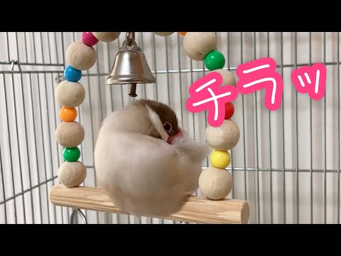 寝たフリをしてこっちを見ている文鳥こむぎ　癒し動物　面白い動物　Java sparrow