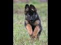 Щенки Немецкой Овчарки 3 Месяца. German Shepherd puppies.