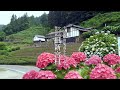 山峡の集落を歩く 愛媛県四国中央市新宮町上山【 あじさいの里・各集落 】【 Hydrangea village and each village 】