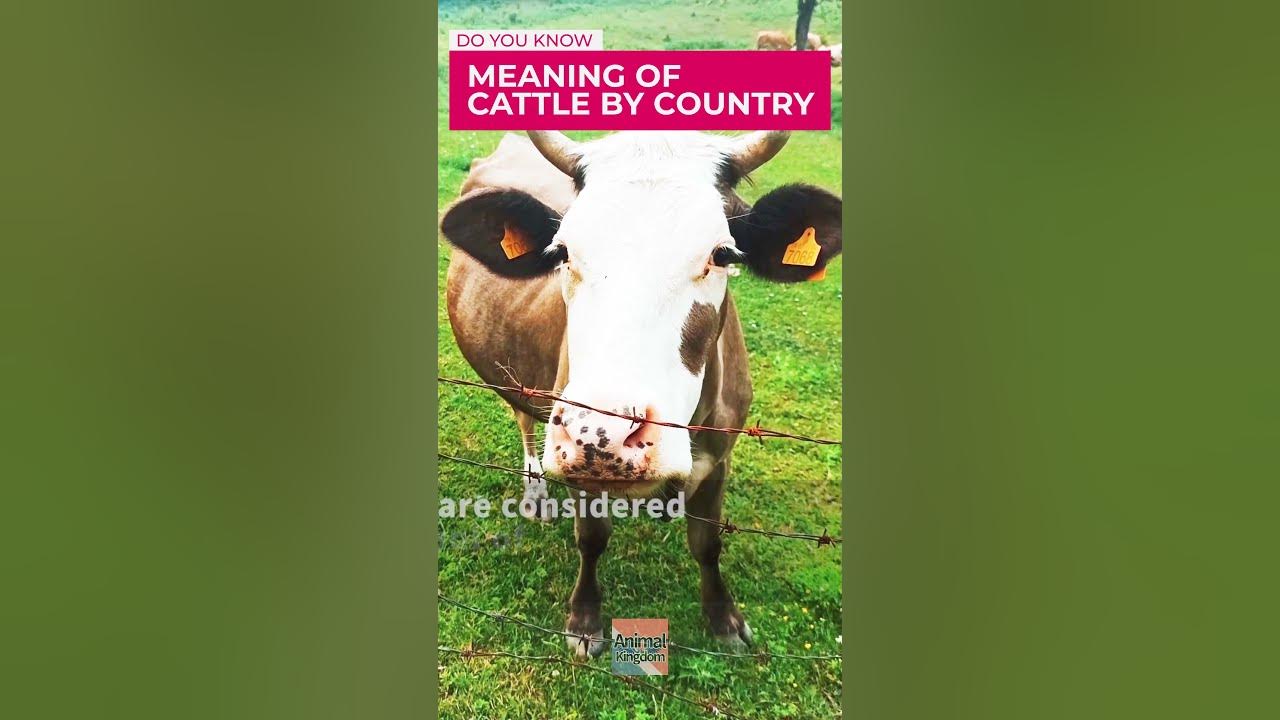 facts-about-cow-meaning-of-cattle-by-country-shorts-cowtvideos