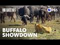 Lions and Buffalo: Survival Strategies