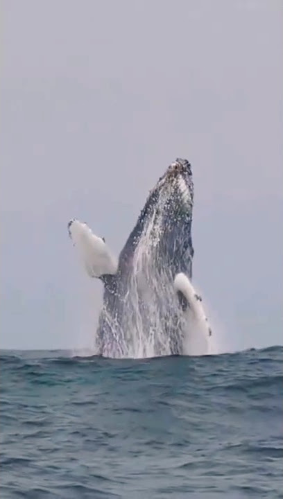 Espectacular Salto de ballena jorobada #ballenasjorobadas #ballenas #mar #ocean #amazing