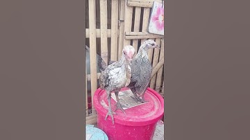 Sepasang anakan JALAK F2 Ayam hutan merah Sumatra salam pecinta anting putih