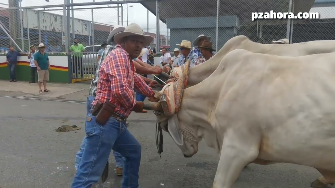 Boyeros controlaron animal en medio de desfile