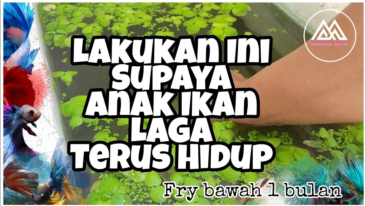 Lakukan Ini Supaya Anak Ikan Laga @ Cupang Terus Hidup