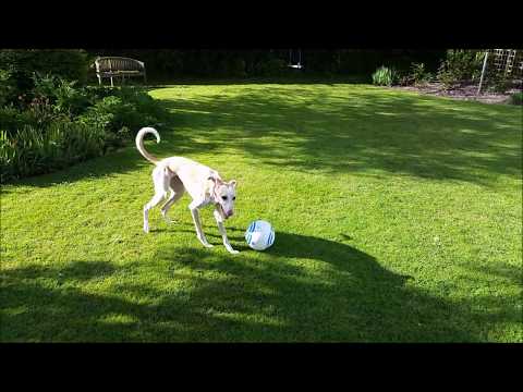 Saluki greyhound -