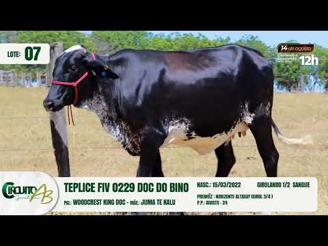 LOTE 07   BU 5363